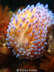 Gas Flame Nudibranch by Dylan Kotze 